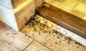 Rój mrówek w rogu pokoju, przy drewnianej listwie. Wygląda jak domowa pułapka na mrówki, która przyciągnęła całe mrowisko.