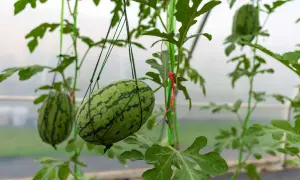Małe arbuzy wiszą na sznurkach, pokazując, jak rosną arbuzy w szklarni. Zielone liście i pnącza tworzą naturalną dekorację.