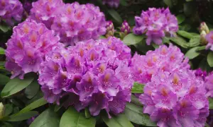 Kwitnące rododendrony w odcieniach fioletu i różu. Warto wiedzieć, jaka ziemia do rododendronów zapewni im najlepsze warunki do wzrostu.