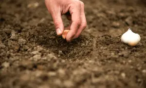 Dłoń umieszcza ząbek czosnku w ziemi, pokazując, jak sadzić czosnek. Obok leży cała główka czosnku.
