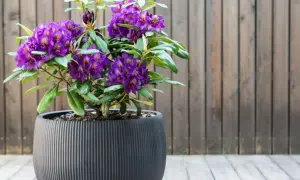 Fioletowy rododendron w ozdobnej donicy, idealne stanowisko na tarasie.
