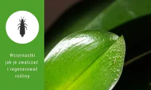 Wciornastki na liściach roślin. Dowiedz się, jak je zwalczać i przywrócić roślinom zdrowy wygląd.