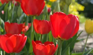 Czerwone tulipany w pełnym rozkwicie. Wiosna to idealny czas, kiedy sadzić tulipany, by cieszyć się ich pięknem.
