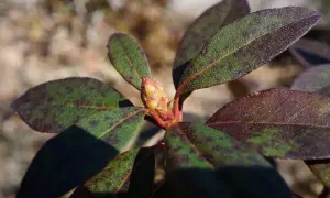 Brązowe plamy na liściach rododendrona, z widocznym pąkiem kwiatowym.