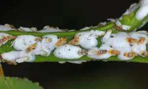Grupka tarczników białych, pokrytych woskową osłonką, żeruje na zielonej gałązce.