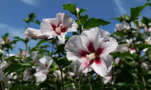 Piękne, białe kwiaty hibiskusa z czerwonymi żyłkami w środku, kwitnące na tle błękitnego nieba.