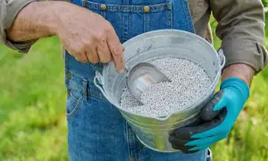 Ogrodnik w ogrodniczkach nabiera łopatką białe granulki z wiadra. To praktyczny sposób, jak odkwasić ziemię domowym sposobem.