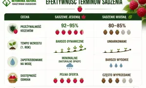 Jesienne sadzenie malin zapewnia 92-95% przeżywalność, dynamiczny wzrost i pełną ofertę odmian. To naturalnie lepszy wybór!