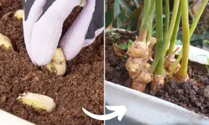 Sadzenie imbiru w doniczce. Rękawiczka wkładająca kawałek korzenia do ziemi, obok rosnące młode pędy imbiru.