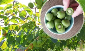 Mini kiwi uprawa: zielone owoce dojrzewają na gałęziach, a w miseczce widać ich przekrój.