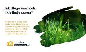 Jak długo kiełkuje trawa? Zazwyczaj 10-20 dni, ale zależy to od gleby, nasion i warunków.