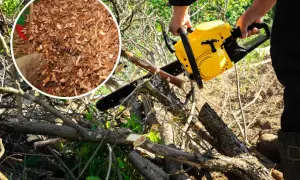 Zrębki drzew liściastych zastosowanie: drewno na opał, ściółka ogrodowa, kompost. Piła łańcuchowa przygotowuje materiał.