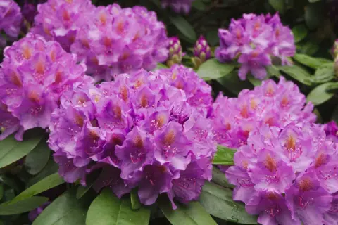 Kwitnące rododendrony w odcieniach fioletu i różu. Warto wiedzieć, jaka ziemia do rododendronów zapewni im najlepsze warunki do wzrostu.