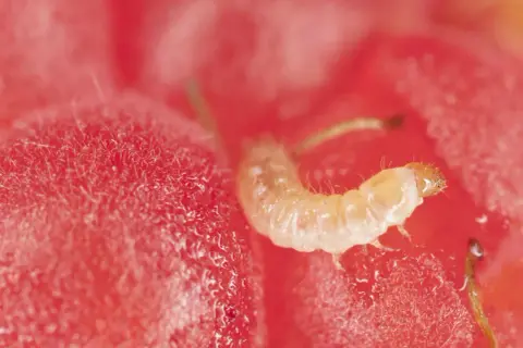 Makro zbliżenie na maliny, gdzie widać małe, białe robaki. Jeden robak jest wyraźny, drugi w tle.