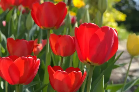 Czerwone tulipany w pełnym rozkwicie. Wiosna to idealny czas, kiedy sadzić tulipany, by cieszyć się ich pięknem.