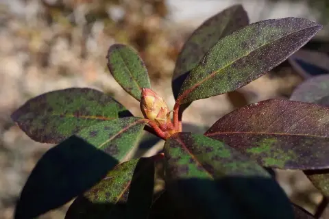 Brązowe plamy na liściach rododendrona, z widocznym pąkiem kwiatowym.