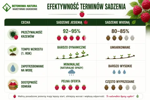 Jesienne sadzenie malin zapewnia 92-95% przeżywalność, dynamiczny wzrost i pełną ofertę odmian. To naturalnie lepszy wybór!
