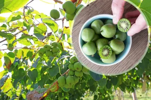 Mini kiwi uprawa: zielone owoce dojrzewają na gałęziach, a w miseczce widać ich przekrój.