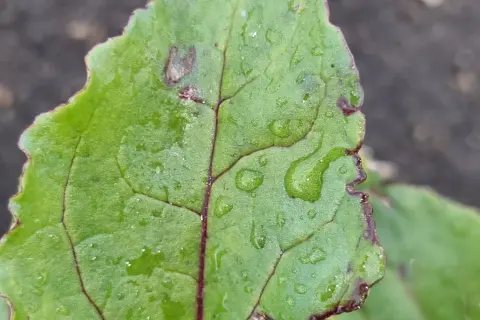Liść buraka ćwikłowego z plamami, wskazującymi na choroby. Krople wody na zielonej powierzchni.