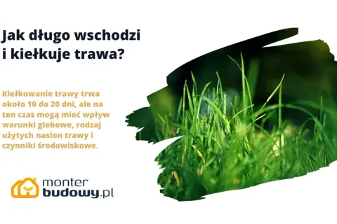 Jak długo kiełkuje trawa? Zazwyczaj 10-20 dni, ale zależy to od gleby, nasion i warunków.
