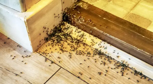 Rój mrówek w rogu pokoju, przy drewnianej listwie. Wygląda jak domowa pułapka na mrówki, która przyciągnęła całe mrowisko.