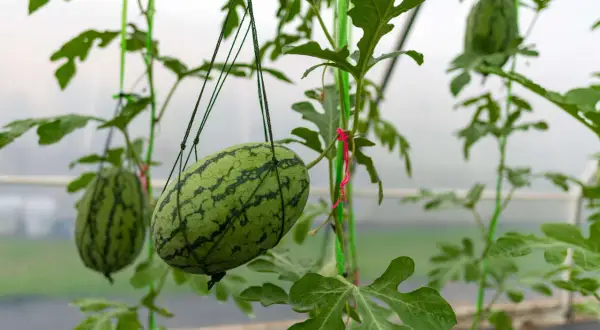 Małe arbuzy wiszą na sznurkach, pokazując, jak rosną arbuzy w szklarni. Zielone liście i pnącza tworzą naturalną dekorację.