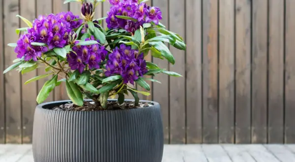 Fioletowy rododendron w ozdobnej donicy, idealne stanowisko na tarasie.