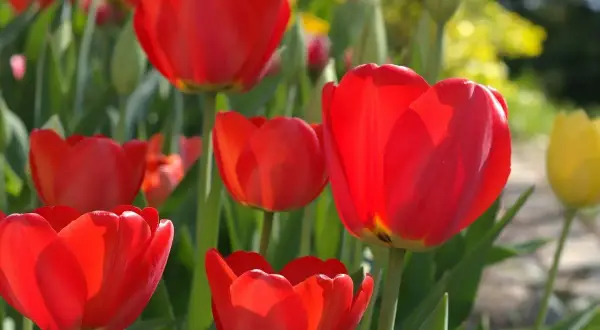 Czerwone tulipany w pełnym rozkwicie. Wiosna to idealny czas, kiedy sadzić tulipany, by cieszyć się ich pięknem.