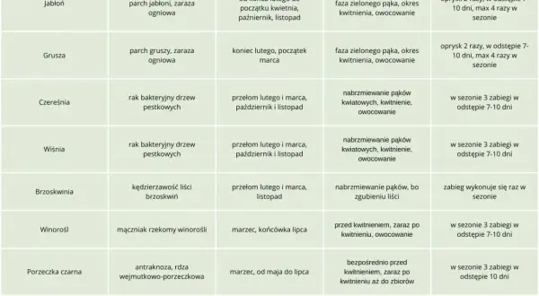Tabela podpowiada, czym pryskać drzewa owocowe na wiosnę, uwzględniając gatunek, choroby, terminy i fazy rozwojowe.