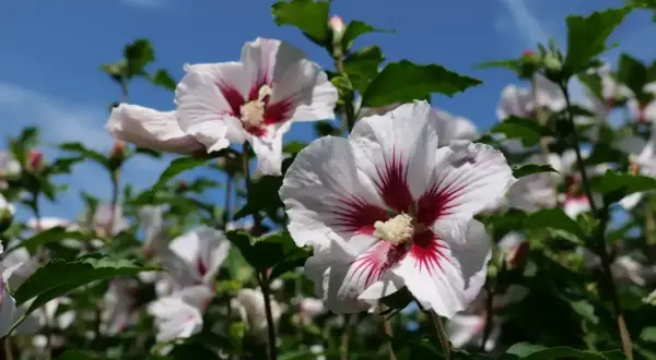 Piękne, białe kwiaty hibiskusa z czerwonymi żyłkami w środku, kwitnące na tle błękitnego nieba.