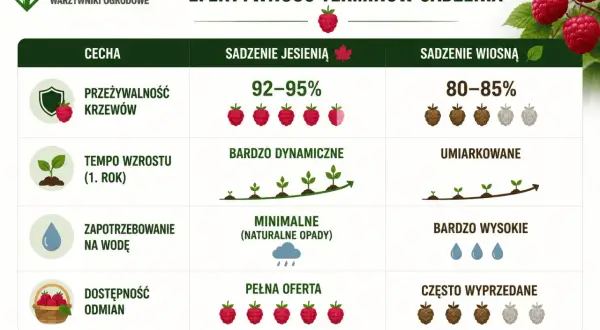 Jesienne sadzenie malin zapewnia 92-95% przeżywalność, dynamiczny wzrost i pełną ofertę odmian. To naturalnie lepszy wybór!