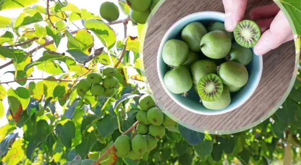 Mini kiwi uprawa: zielone owoce dojrzewają na gałęziach, a w miseczce widać ich przekrój.