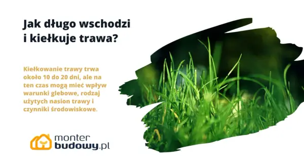 Jak długo kiełkuje trawa? Zazwyczaj 10-20 dni, ale zależy to od gleby, nasion i warunków.