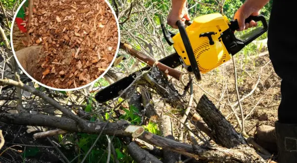 Zrębki drzew liściastych zastosowanie: drewno na opał, ściółka ogrodowa, kompost. Piła łańcuchowa przygotowuje materiał.