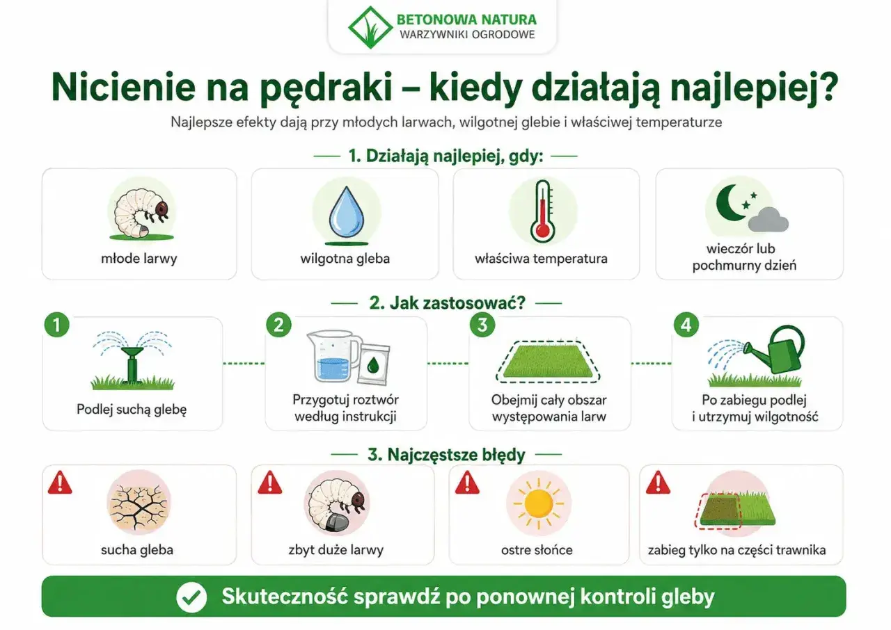 Poradnik: kiedy oprysk na pędraki działa najlepiej. Ilustracja pokazuje młode larwy, wilgotną glebę, właściwą temperaturę i pochmurny dzień.