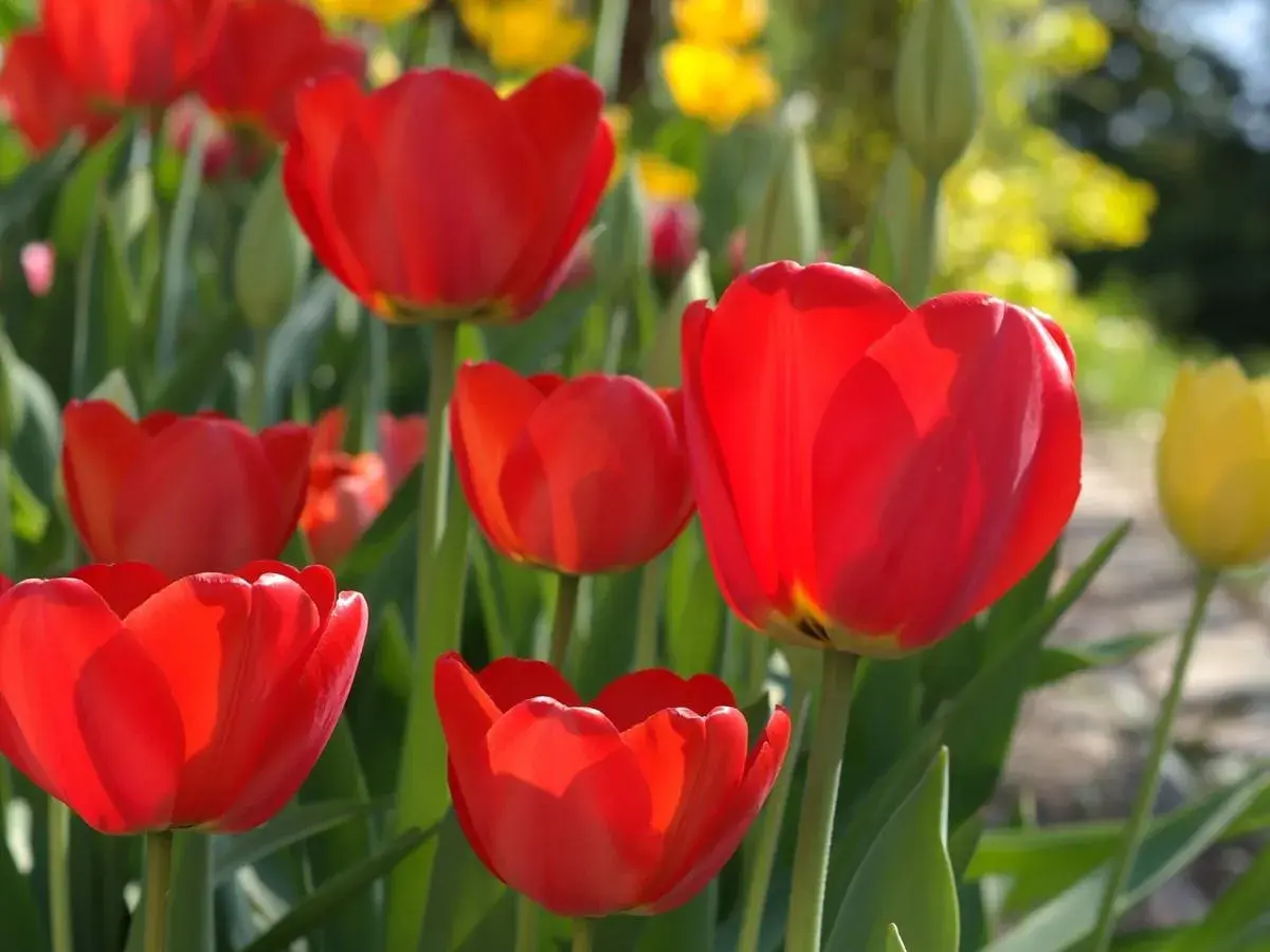 Czerwone tulipany w pełnym rozkwicie. Wiosna to idealny czas, kiedy sadzić tulipany, by cieszyć się ich pięknem.