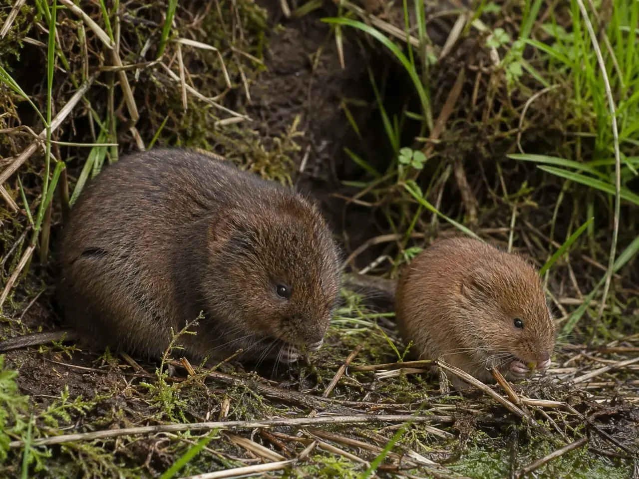 Dwie nornice czarne, jedna większa, druga mniejsza, siedzą wśród traw i mchu, zajadając się czymś.