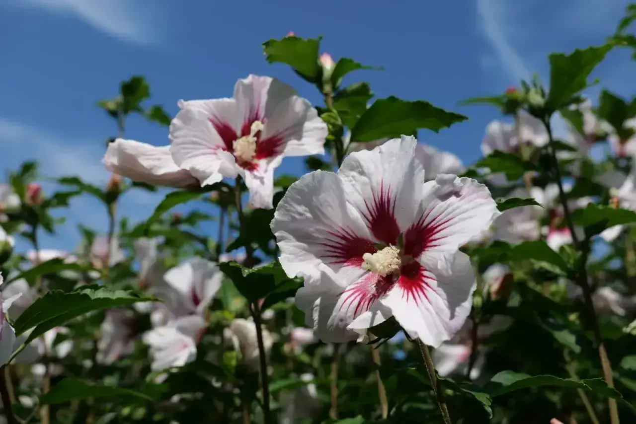 Piękne, białe kwiaty hibiskusa z czerwonymi żyłkami w środku, kwitnące na tle błękitnego nieba.