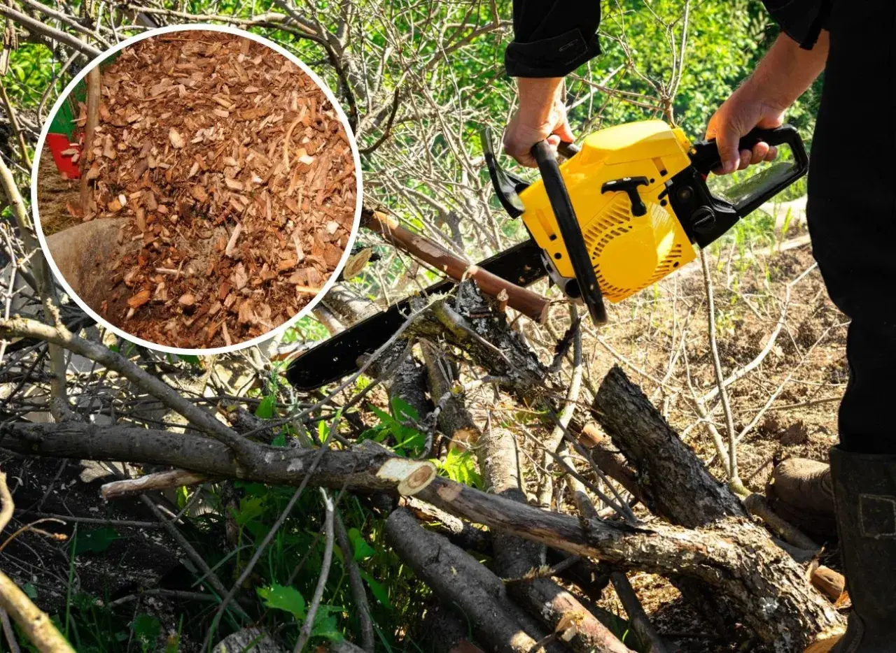 Zrębki drzew liściastych zastosowanie: drewno na opał, ściółka ogrodowa, kompost. Piła łańcuchowa przygotowuje materiał.