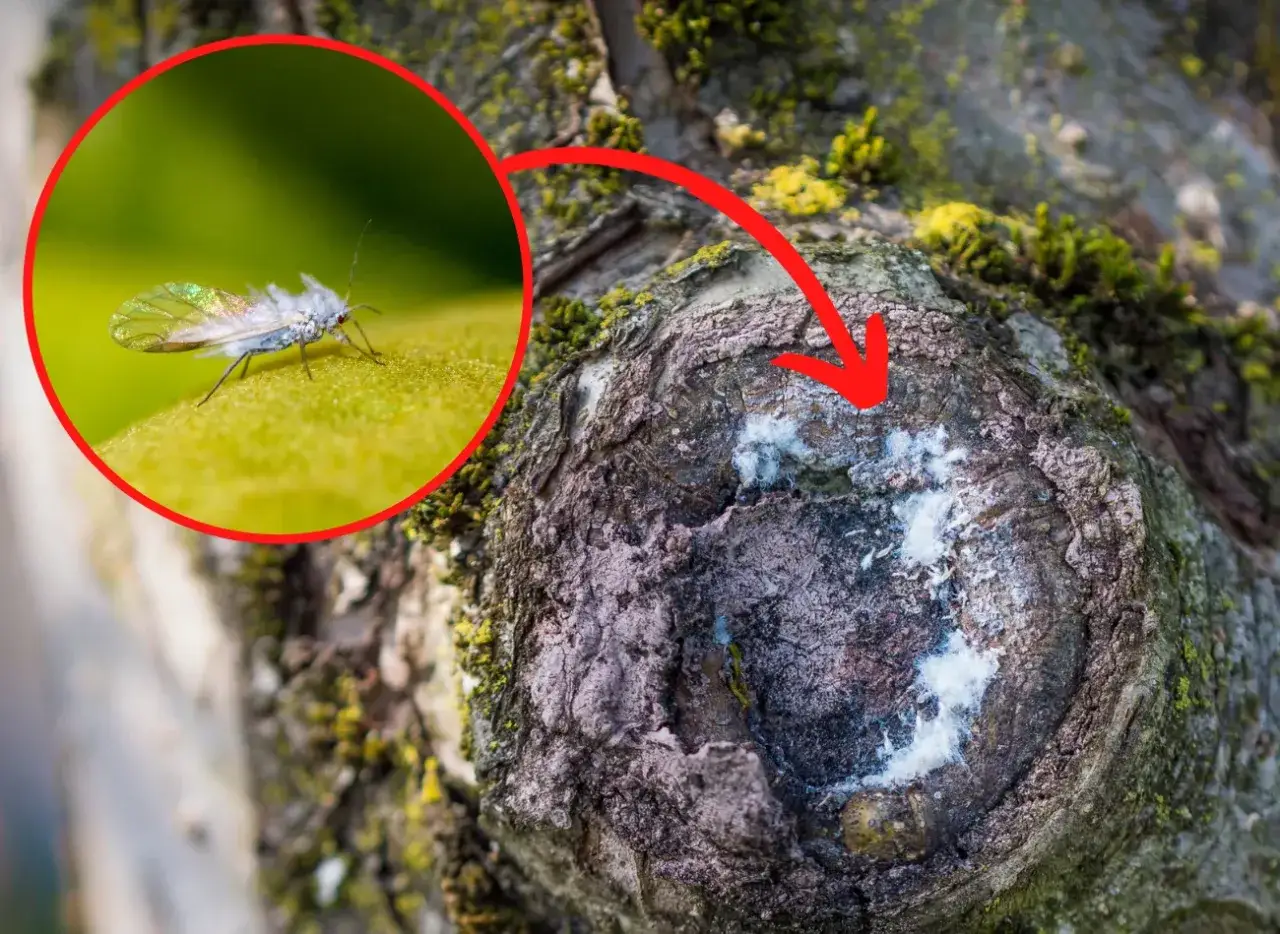 Bawełnica kor&oacute;wka, mały owad z białym nalotem, żeruje na korze drzewa, powodując szkody.