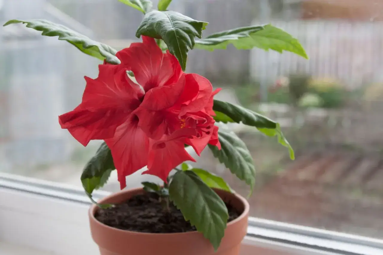 Piękny, czerwony hibiskus w doniczce na parapecie. Jego płatki są delikatnie pofalowane, a liście soczyście zielone.