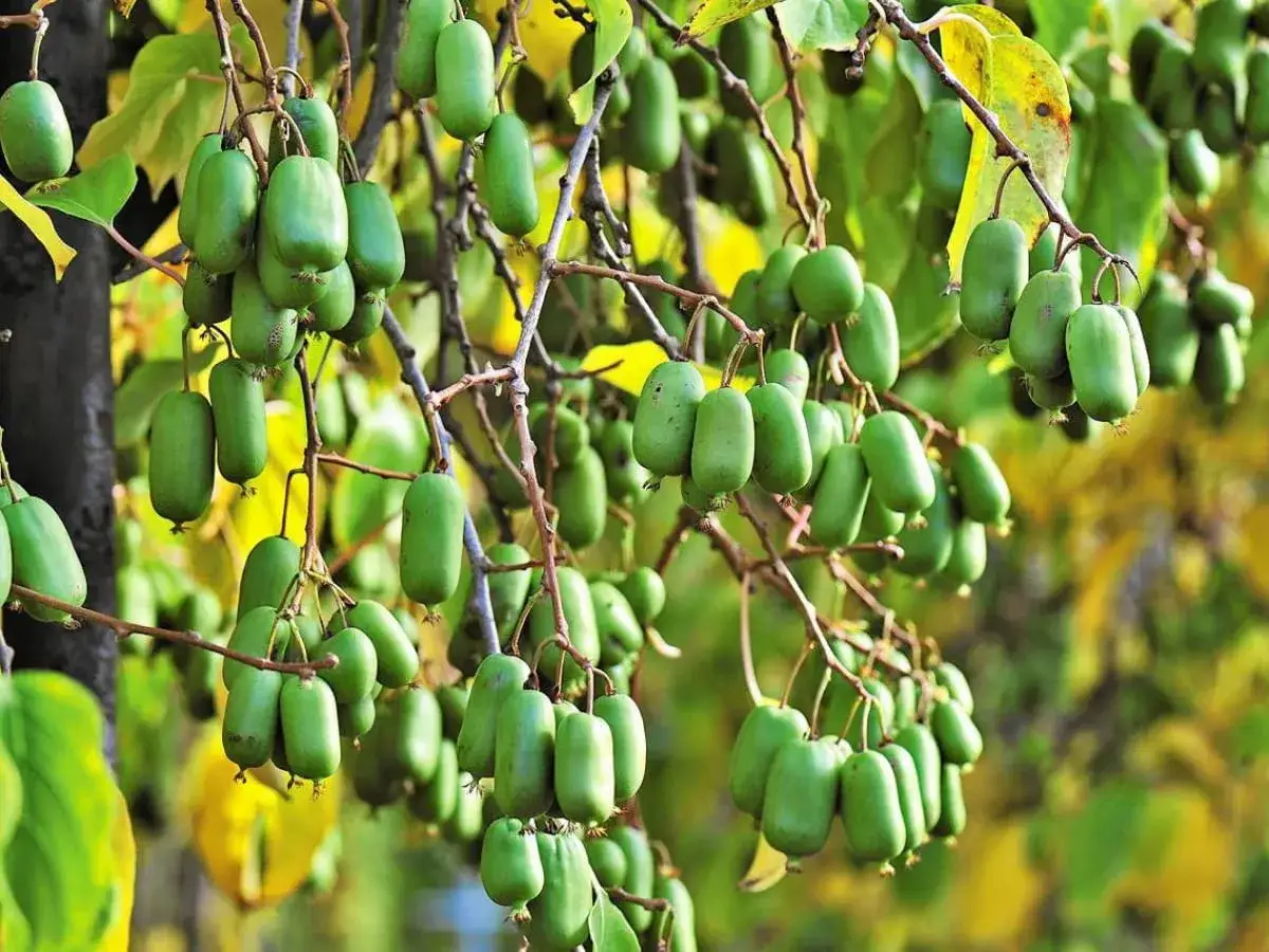 Dojrzałe mini kiwi zwisają z gałęzi, obiecując obfite plony. To dowód na udaną mini kiwi uprawę.