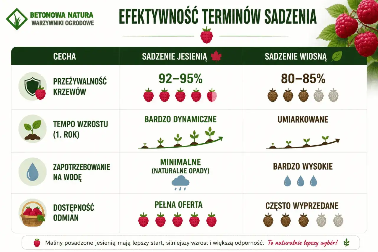 Jesienne sadzenie malin zapewnia 92-95% przeżywalność, dynamiczny wzrost i pełną ofertę odmian. To naturalnie lepszy wyb&oacute;r!
