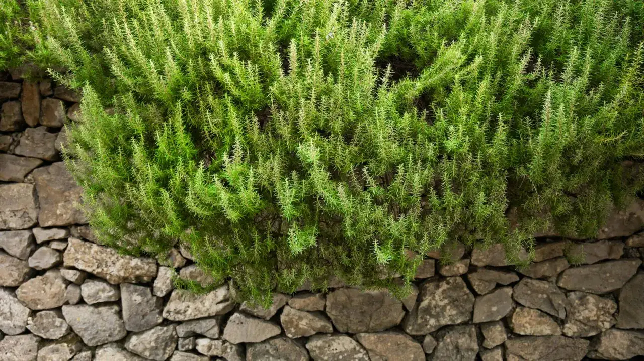Gęsty, zielony rozmaryn w ogrodzie zwisa nad kamiennym murem.