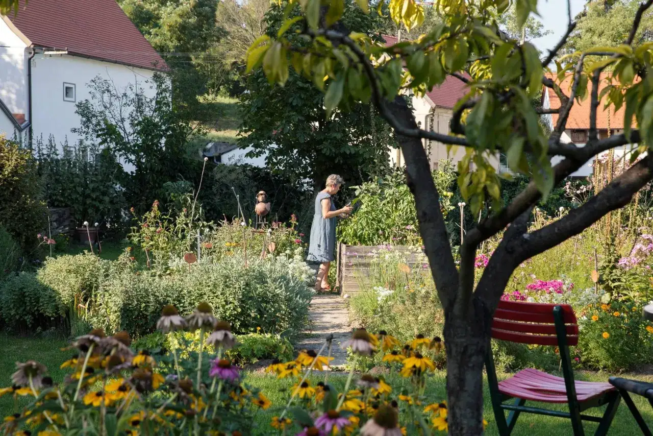 Kobieta pielęgnuje bujny ogród w pełni sierpień w ogrodzie. Kwitną rudbekie i jeżówki, a w tle widać domy.