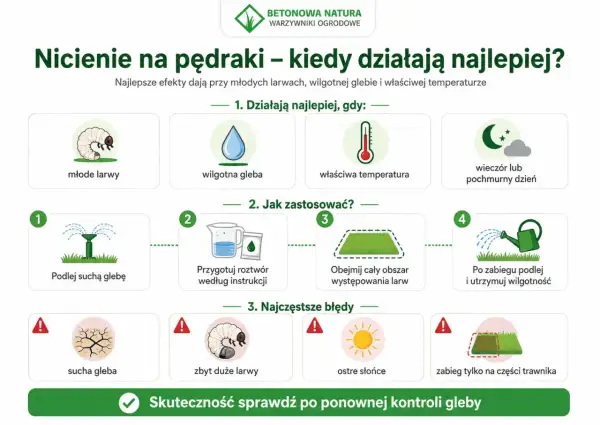 Poradnik: kiedy oprysk na pędraki działa najlepiej. Ilustracja pokazuje młode larwy, wilgotną glebę, właściwą temperaturę i pochmurny dzień.