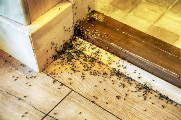 Rój mrówek w rogu pokoju, przy drewnianej listwie. Wygląda jak domowa pułapka na mrówki, która przyciągnęła całe mrowisko.