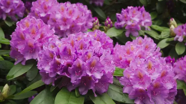 Kwitnące rododendrony w odcieniach fioletu i różu. Warto wiedzieć, jaka ziemia do rododendronów zapewni im najlepsze warunki do wzrostu.