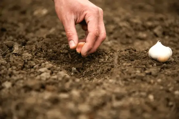 Dłoń umieszcza ząbek czosnku w ziemi, pokazując, jak sadzić czosnek. Obok leży cała główka czosnku.