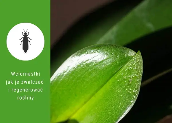 Wciornastki na liściach roślin. Dowiedz się, jak je zwalczać i przywrócić roślinom zdrowy wygląd.